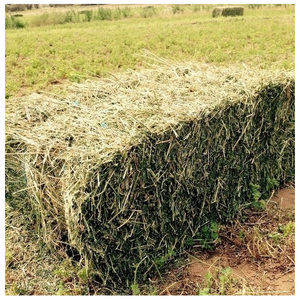 Heno de alfalfa para alimentación animal / Pellets de heno de alfalfa / Heno de Timothy en pacas - Product Image 2