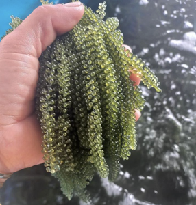 Premium Sea Grape <b>Seaweed</b> Material Used for Food Decoration and Specialty Cuisine, Stable Supply From Vietnam - Product Image 4