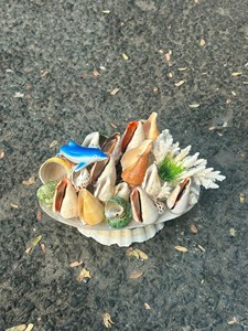 Seashell Handicraft polished seashell material for wall decor and table ornament coastal decoration Vietnam origin - Product Image 5