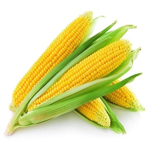 Approvisionnement en maïs jaune frais offrant une qualité de grain supérieure et une sélection flexible GOMO ou non GOMO pour le marché commercial international - Product Image 2