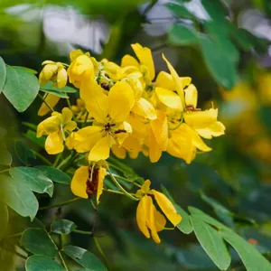 Aceite Esencial Puro de Canela (Cassia) 1KG, Aceite Natural de Corteza de Cinnamomum Cassia Destilado al Vapor - Grado Cosmético - Proveedor Mayorista a Granel - Product Image 3