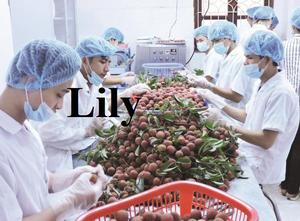 Iqf ลิ้นจี่แช่แข็งทั้งปอกเปลือกหรือไม่ปอกเปลือกเกรดส่งออก - Product Image 6