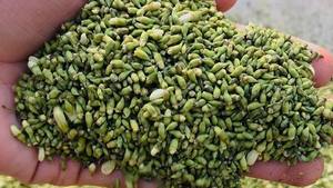 Capullo de Sophora Japonica Seco al por Mayor, Ingrediente Botánico Natural, Proveedor de Exportación a Granel de Vietnam - Product Image 4