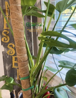 Poteau en fibre de coco flexible |   Support de plante en fibre de coco pliable avec noyau métallique |   Pour les Monstera, les Philodendron et les plantes grimpantes