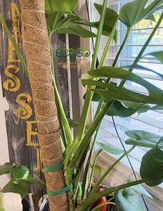 Poste Flexible de Fibra de Coco |   Soporte para Plantas de Fibra de Coco Flexible con Núcleo Metálico |   Para Monstera, Philodendron y Plantas Trepadoras - Product Image 5