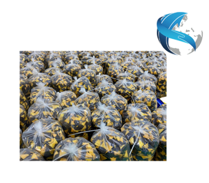 Mangues séchées du Vietnam enrobées de chocolat noir premium – Snack de fruits tropicaux gourmand pour les acheteurs mondiaux - Product Image 6