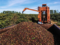 Кофе в зернах IIglobal Robusta Dark Roasted, темная обжарка, с насыщенной кремой и интенсивным вкусом, высший сорт, Вьетнам, 1 кг, для профессионального использования баристами