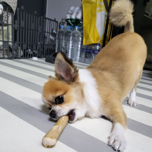 Juguete Masticable para Perros de Madera de Café, Clásico, Natural, de Origen Sostenible, No se Desprende, Limpia los Dientes, Duradero - Product Image 5