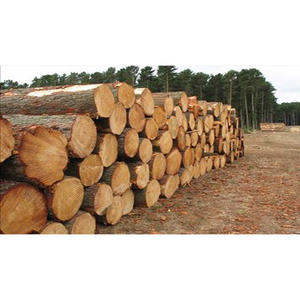 Troncos de Madera Blanda de Alta Calidad, Postes de Madera Resistentes, Ideales para Estacas de Jardín, Postes de Alumbrado y Proyectos de Construcción - Product Image 3