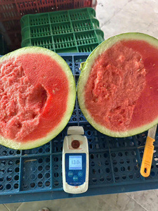 Sandía Fresca Sin Semillas de Vietnam – Pulpa Roja Premium, Alta Dulzura para Compradores Internacionales - Product Image 3
