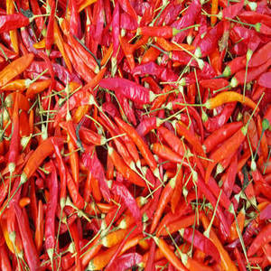 Pimientos Rojos Indios Enteros Seleccionados con una Rica Apariencia Roja y Picantez Tradicional para Mercados Mayoristas de Especias - Product Image 6