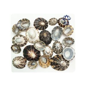Conchas de Limpet Talladas de Alta Calidad, MÁS VENDIDAS |   Conchas Naturales Impermeables para Manualidades y Joyería, BLUE LOTUS Souvenir - Product Image 1