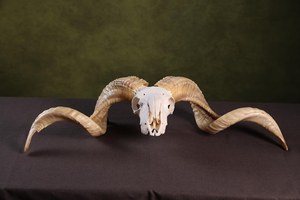 Shofar en corne de bélier Kudu, shofar en corne de bélier poli, shofar artisanal naturel, instrument en corne de bélier, shofar en corne de Kudu, shofar juif - Product Image 4