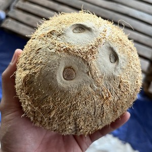 มะพร้าวปอกเปลือกเกรดส่งออก (Coco seco descascado, Cocco secco) สำหรับผู้ซื้อนำเข้า (WA +84914319488) - Product Image 1