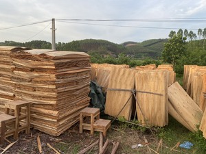 Produit phare en gros : Placage de noyau 100 % naturel (pin/eucalyptus/acacia) pour la fabrication de contreplaqué - Product Image 3