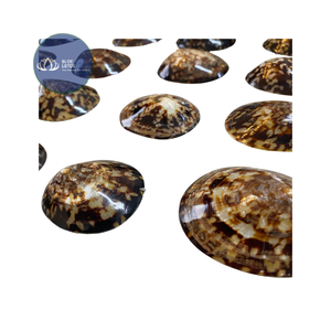 [ALTA CALIDAD] |   Suministro de Conchas de Limpet Azules Trituradas |   Materia prima para azulejos de terrazo de resina artística, Vietnam - Product Image 1