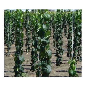 Sturdy Fiberglass Material Plant Sticks Support, Tomato <b>Stakes</b> - Product Image 4