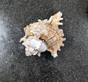 เปลือกหอยคละสีสำหรับงานฝีมือและการทำเครื่องประดับ - Product Image 1