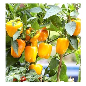 Yellow Bell Pepper Premium Farm <b>Fresh</b> <b>Vegetable</b> with Vibrant Appearance and Reliable Quality Standards - Product Image 1