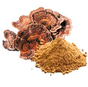 Extracto de hongo cola de pavo en polvo secado por pulverización, rico en polisacáridos, polvo de hongo medicinal para la fabricación de nutracéuticos - Product Image 4