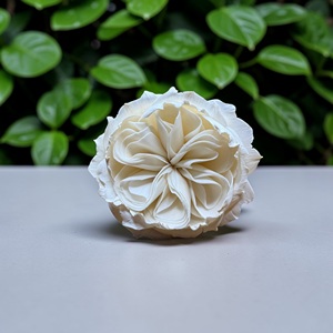 ดอกไม้โซล่าวู้ด VADEE SOLA WOOD FLOWER ทำมือ ดอกกุหลาบอังกฤษแบบยั่งยืนจากไม้โซล่าวู้ด ขนาด 8.5 ซม. ก้านใยพืชเซสบานียา ประเทศไทย VDXXX-070 - Product Image 3