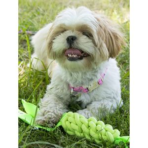 Giocattolo per Animali Domestici con Corda Intrecciata Resistente e Sonoro per Gatti e Cani - Product Image 2
