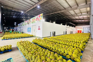 Exportación de pulpa de durian congelada premium de Vietnam - Product Image 3