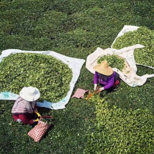 Té Verde Orgánico Vietnamita Seco en Hojas Sueltas, Té Herbal Amargo a Granel al por Mayor para Preparación Diaria, Suministro Saludable e Inofensivo - Product Image 4