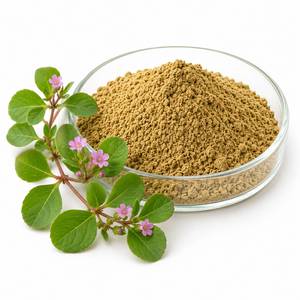 Fournisseur mondial d'extraits botaniques, poudre d'extrait de Boerhaavia Diffusa, ingrédient à base de plantes de qualité supérieure pour les produits de bien-être, OEM - Product Image 6