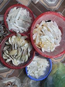 Export Grade Natural Seashell Caviar Spoon | Non-Reactive Mother of Pearl Tasting Spoon Wholesale - Product Image 5