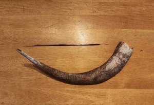Corne de chèvre polie, finition naturelle, écologique, rustique, Halloween, nouvelle, haute qualité, pour la décoration et l'artisanat - Product Image 1