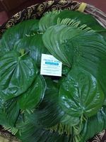 Feuilles de Paan fraîches de qualité supérieure, qualité export, pour recettes traditionnelles, aliment naturel, en promotion.