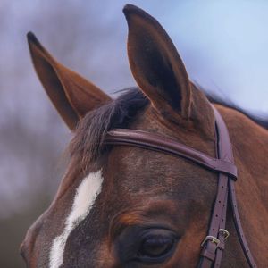 Wholesale 100% Genuine Leather Horse Bridle Best Quality Soft Padded Dressage Bridle at Competitive Price for Horses OEM - Product Image 6
