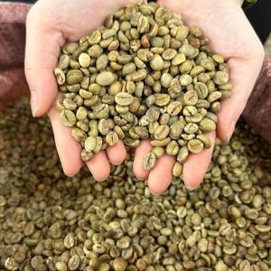 Meilleur prix, grains de café vert de haute qualité du Vietnam, grade AA Plus, sacs de 60 kg, pureté de 95 à 99 %, traitement propre - Product Image 1