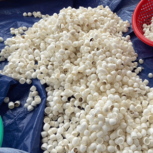 Cocon de ver à soie, matériau en fibre de soie de haute qualité pour le tissage, la fabrication de fil et l'artisanat décoratif, fournisseur du Vietnam - Product Image 2