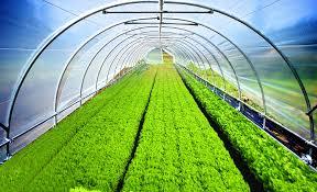 Película de Polietileno para Invernadero de Grado Alimenticio, Superficie Brillante, Perforada, Impresa con Protección UV, Retiene el Calor, Transmite la Luz, Aumenta los Rendimientos para Semillas de Frutas - Product Image 5