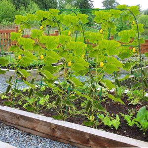 Grande Arche de Jardin en Fer Premium en Forme de U, Réglable de 15,7 à 45,2 pouces, Complète d'Accessoires pour Plantes Grimpantes - Product Image 2