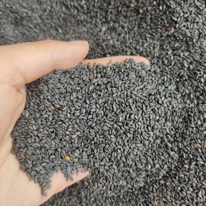 เมล็ดงาดำธรรมชาติคุณภาพมาตรฐาน ผลิตภัณฑ์ทางการเกษตร - Product Image 4