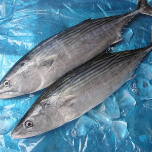 Thon Entier Congelé IQF, Emballage Naturel, Pêche Saisonnale, Riche en Protéines, Qualité Culinaire, Export Vietnam - Product Image 6