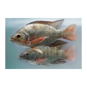 Pescado Congelado Fresco de Tilapia, Proveedor, Embalaje a Granel en Bloques, Peso del Paquete en Libras, Origen Latino, Tipo, Forma, Producto BRC - Product Image 6
