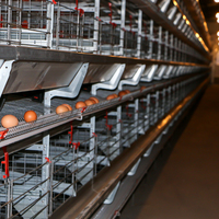 Cages à poulets automatiques commerciales à vendre - Modèles de cages à poules pondeuses de type A et de type H