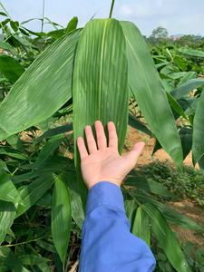 HOT SALE Blue Lotus Bamboo Leaves 2025 Clean Dried Leaves for <b>Food</b> - Product Image 3