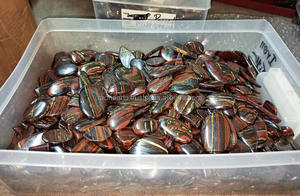 Natural <b>Iron</b> Tiger Eye Loose Gemstones Cabochons Faceted Stones Healing Crystals Bulk Supplier Wholesale India - Product Image 3