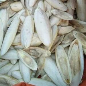 Proveedor y fabricante de huesos de sepia de Vietnam para aves, caracoles y reptiles. Fuente de calcio. Hueso de sepia limpio 24. - Product Image 2