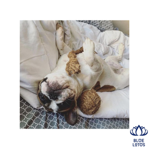 Balle en fibre de coco durable de haute qualité pour animaux de compagnie, sûre, non toxique, jouet de nettoyage dentaire pour chien, vente en gros - Product Image 1