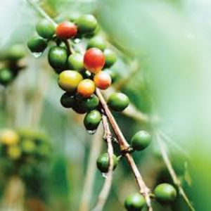 เมล็ดกาแฟโรบัสต้าธรรมชาติเวียดนาม ยี่ห้อ Pham Dinh แบบเมล็ดดิบ ไม่ผ่านการคั่ว สำหรับส่งออก OEM ODM ปริมาณมาก ขั้นต่ำ 100 กก. ความชื้น 12% - Product Image 4