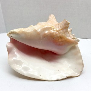 Low cost coastal display seashell <b>queen</b> conch shells ocean sea shell beach tabletop ornaments - Product Image 1