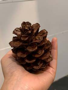 Piñas de Pino Secas de Vietnam, Material Botánico Natural para Adornos de Árboles de Navidad, Coronas, Decoración del Hogar, Envoltura de Regalos y Manualidades - Product Image 2