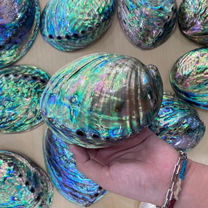 Natural <b>Abalone</b> Seashells Polished Mother Of Pearl <b>Shell</b> Colorful Iridescent <b>Shell</b> Craft Decoration Vietnam Factory Wholesale - Product Image 1