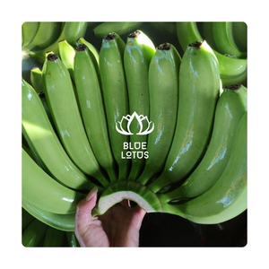 Disponible: Plátano Cavendish Fresco, Limpio, Dulce y Puro para un Impulso Rápido de Energía, Snack Diario, Venta al por Mayor, Exportación Directa, Paquete - Product Image 1